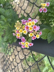Lantana × strigocamara