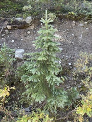 Picea engelmannii
