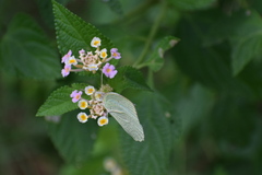 Lantana camara