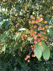 Malus baccata