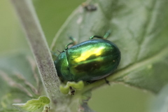 Chrysolina herbacea