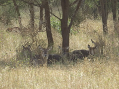 Kobus ellipsiprymnus