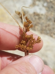 Juncus interior