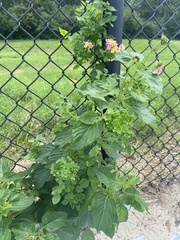 Lantana × strigocamara
