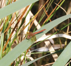 Sympetrum semicinctum