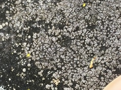 Circinaria caesiocinerea