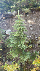 Picea engelmannii