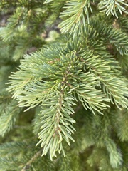Picea engelmannii