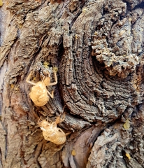 Cicada orni