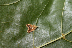 Pseudargyrotoza conwagana