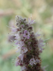 Mentha longifolia