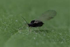 Rhopalosiphum
