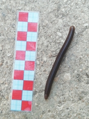Pachyiulus flavipes