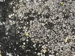 Circinaria caesiocinerea
