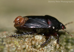 Acariformes
