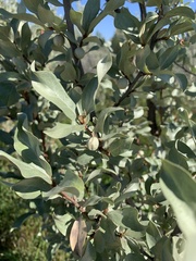 Elaeagnus commutata