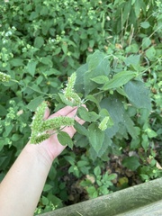 Agastache scrophulariifolia