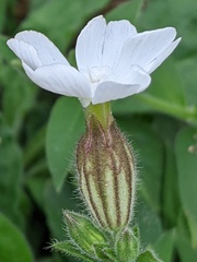Silene latifolia