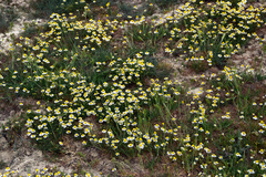 Matricaria chamomilla
