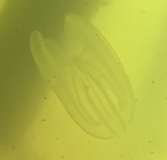 Mnemiopsis leidyi