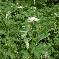 Heracleum
