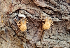 Cicada orni