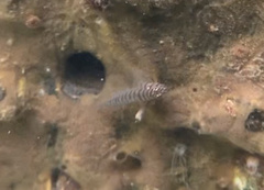 Tigrigobius macrodon