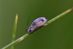 Macrosiphini