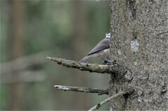 Lophophanes cristatus