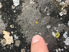 Circinaria caesiocinerea