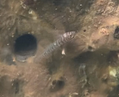 Tigrigobius macrodon