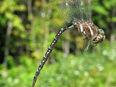 Aeshna tuberculifera