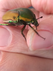 Cotinis mutabilis malina