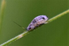 Macrosiphini
