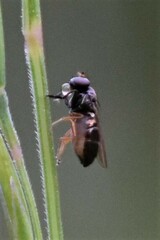 Milichiidae
