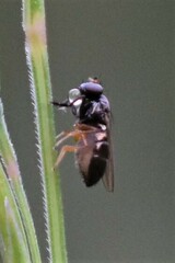 Milichiidae