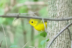 Setophaga citrina