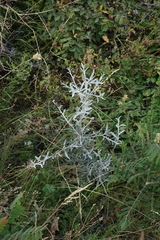 Elaeagnus angustifolia