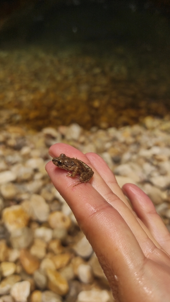 Pelodytes hespericus