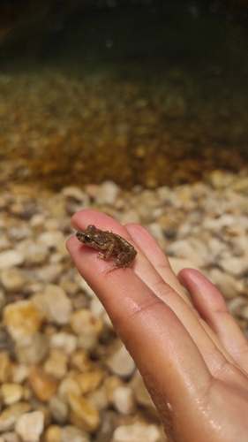 Pelodytes hespericus