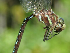 Aeshna tuberculifera