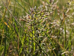 Equisetum