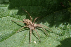 Pisaura mirabilis
