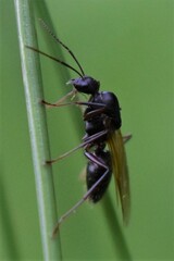 Camponotus