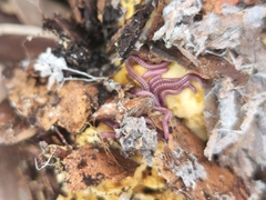 Myriapoda