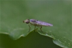 Meromyza