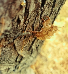 Cicada orni