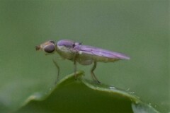 Meromyza