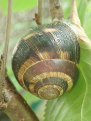 Helix lucorum