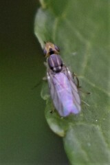 Meromyza